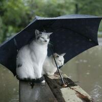 foto-lucu-saat-banjir-ngakak