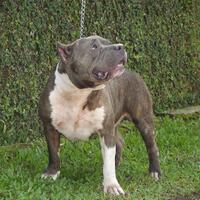 share-all-about-american-bully