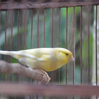 lounge-tempat-chit-chat-burung-burung---part-1