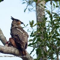thread-khusus-burung-hantu-owl-kaskus---part-4