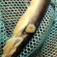 new-budidaya-lele-pembenihan-pembesaran