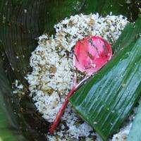 megonomakanan-murah-meriah-khas-kota-pekalongan-dan-sekitarnya