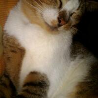 imut-gan-kucing-kucing-fotogenik-dengan-pose-unik