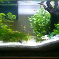 aquascape-for-everyone-learning-and-sharing