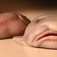 ikan-aneh-blobfish