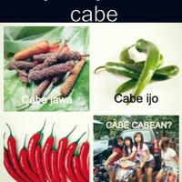 jenis-jenis-cabe