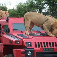 apa-mobil-idaman-agan-aganwati-klo-sudah-kuat-buat-beli-mobil-dewe