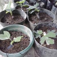 pohon-tin-pohon-ara-buah-tinbuah-ara-untuk-cancer-dan-collesterol-tinggi---part-2