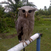 thread-khusus-burung-hantu-owl-kaskus---part-4