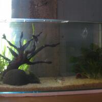 aquascape-for-everyone-learning-and-sharing