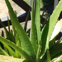 the-secret-of-aloe-vera-also-known-as-quotcrocodile-tonguequot