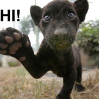 hewan-hewan-ini-sangat-kondradiktif-saat-bayi--dewasa