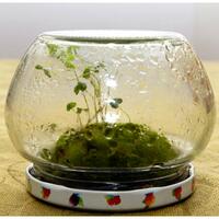 share-terrarium