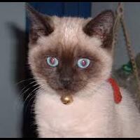 kucing-ini-punya-alis-yang-menggemaskan