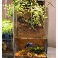 share-terrarium