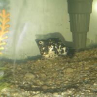 molly--guppy--platty--swordtail--dan-sejenisnya--masuk-ya-gan