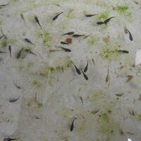 molly--guppy--platty--swordtail--dan-sejenisnya--masuk-ya-gan