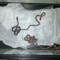 colubrid-lovers-silakan-masuk