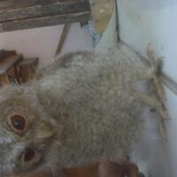 thread-khusus-burung-hantu-owl-kaskus---part-5