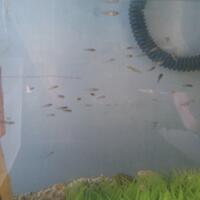 molly--guppy--platty--swordtail--dan-sejenisnya--masuk-ya-gan