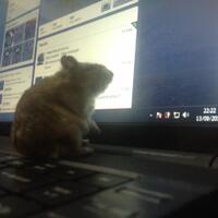 new-hamster-lovers---part-2