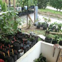 dilarang-bikin-thread-baru-mau-tanya-tentang-tanaman-masuk-sini-saja