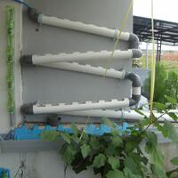 all-about-hidroponik