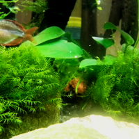 molly--guppy--platty--swordtail--dan-sejenisnya--masuk-ya-gan