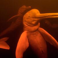 mengenal-hewan-penghuni-sungai-amazon