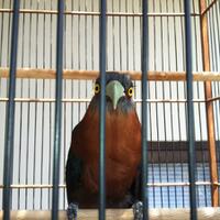 973397339733-yang-tanya-masuk-sini-semua-burung-973397339733