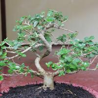 all-about-bonsai