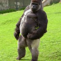 heboh-ada-gorila--ajaib--yang-bisa-berjalan-seperti-manusia