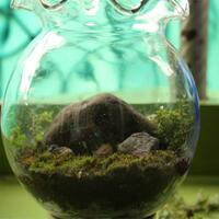 share-terrarium