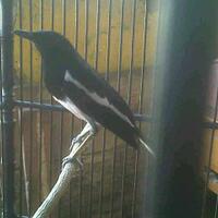 1758973397339733-ajang-barter-burung-9733973397331758