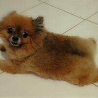 pomeranian-lovers---part-2