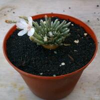 share-yang-merasa-punya-tanaman-eksotis-masuk-sini