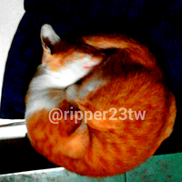 25-posisi-tidur-kucing-terunik