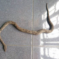 candoia-lover-mono-pohon--mono-tanah-ngumpul-di-sini-yuk---part-1