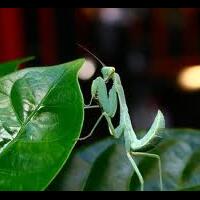 your-friendly-neighborhood-kemana-perginya-mahluk-mahluk-ini-gan