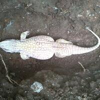 savannah-monitor-lovers-new-home