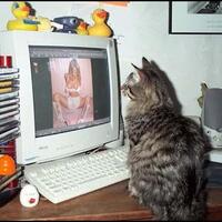 menurut-agan-n-sista-apakah-kucing-ini-berdosa