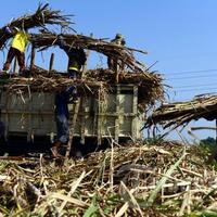 sikat-importir-nakal-hatta-rajasa-melindungi-para-petani-tebu-lokal
