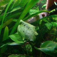 polypterus-aka-palmas-lounge-part-ii-ask-sharing--post-your-bichir-here---part-1