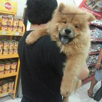 chowchow-lovers