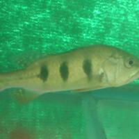 peacock-bass-reloaded-cream---part-1