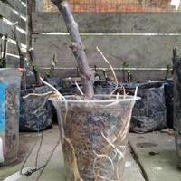 pohon-tin-pohon-ara-buah-tinbuah-ara-untuk-cancer-dan-collesterol-tinggi---part-2