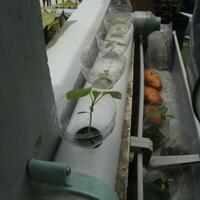 all-about-hidroponik