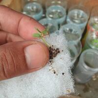 dilarang-bikin-thread-baru-mau-tanya-tentang-tanaman-masuk-sini-saja