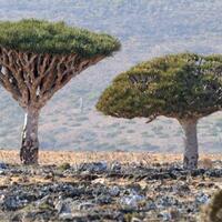 foto-socotra-pulau--alien--tempat-tumbuh-pohon-raksasa