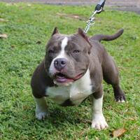 share-all-about-american-bully